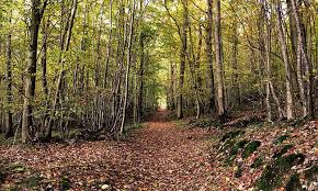 Arbres et oiseaux en breton à Guiler. 14 avril 2024.